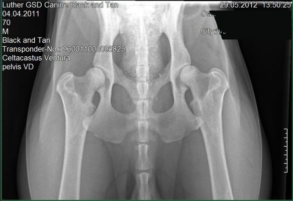 Luthers x-ray